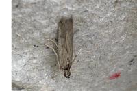 Phycitodes