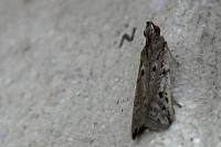 Phycitodes