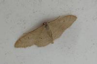 Idaea straminata