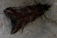 Pempelia palumbella
