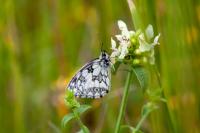 Melanargia galathea