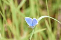 Lysandra bellargus