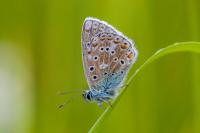 Lysandra bellargus