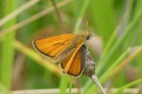 Thymelicus sylvestris