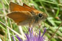 Thymelicus sylvestris