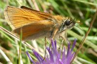 Thymelicus sylvestris