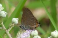 Satyrium ilicis