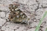 Vanessa cardui