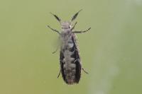 Ochsenheimeria taurella