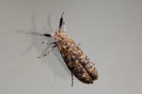 Ochsenheimeria taurella