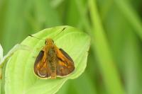 Ochlodes sylvanus