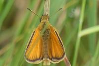 Thymelicus lineola