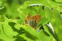 Argynnis paphia