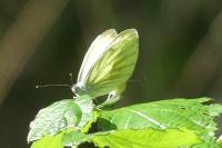 Pieris napi