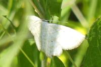 Idaea macilentaria