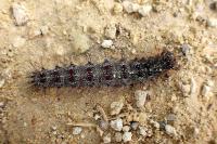 Lymantria dispar
