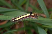 Acronicta psi