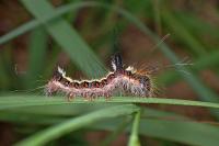 Acronicta psi