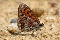 Melitaea athalia
