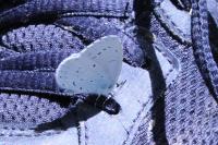 Celastrina argiolus