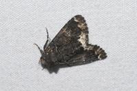 Catephia alchymista