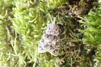 Eudonia mercurella