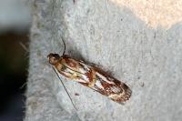 Acrobasis porphyrella