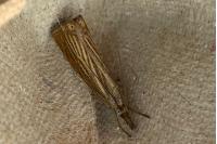 Chrysoteuchia culmella