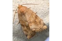 Cosmia trapezina