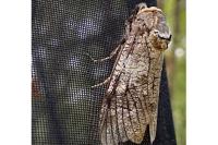 Cossus cossus