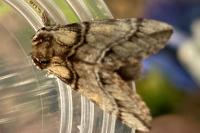Drymonia velitaris