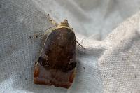 Noctua janthe/janthina