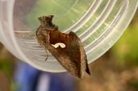 Macdunnoughia confusa