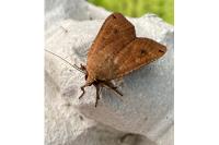 Noctua pronuba