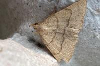 Paracolax tristalis
