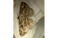 Peribatodes rhomboidaria