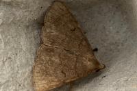 Zanclognatha lunalis