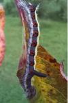 Acronicta psi