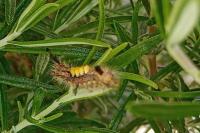 Orgyia antiqua