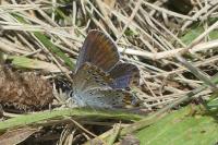 Plebejus argyrognomon