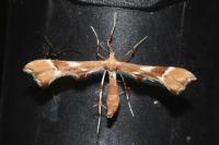 Cnaemidophorus rhododactylus