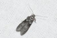 Blastobasis glandulella