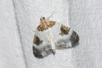 Plemyria rubiginata