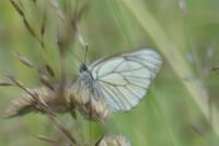 Aporia crataegi