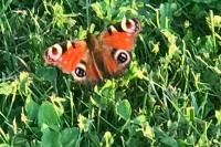 Aglais io