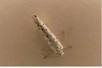 Yponomeuta
