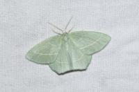 Hemistola chrysoprasaria
