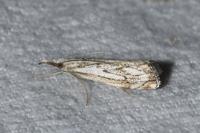 Catoptria falsella