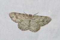 Ectropis crepuscularia