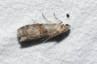 Phycita roborella